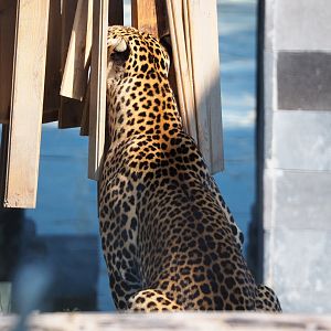 Javan leopard (Panthera pardus melas), 2020-09-02
