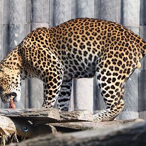 Javan leopard (Panthera pardus melas), 2020-09-02