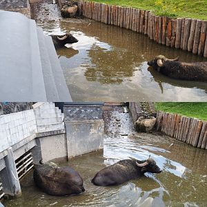 Domestic water buffalo pool with water buffaloes in it, 2020-09-02