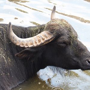 Domestic water buffalo (Bubalus bubalis), 2020-09-02