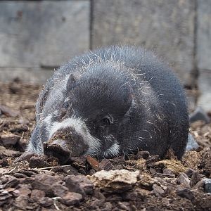 Negros Visayan warty pig (Sus cebifrons negrinus), 2020-09-02