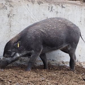 Negros Visayan warty pig (Sus cebifrons negrinus), 2020-09-02