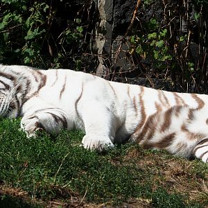 White tiger (Panthera tigris), 2020-09-02