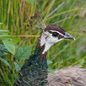 Blue peafowl hen (Pavo cristatus), 2020-09-02