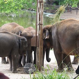 Asian elephants at the side of the lake, 2020-09-02