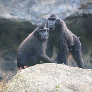 Sulawesi crested macaques (Macaca nigra), 2020-09-02