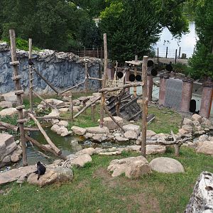 Sulawesi crested macaque exhibit, 2020-09-02
