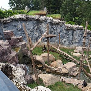 Sulawesi crested macaque exhibit, 2020-09-02
