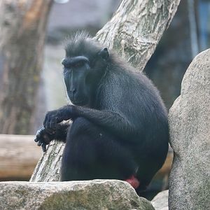 Sulawesi crested macaque (Macaca nigra), 2020-09-02