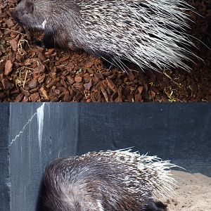 Indian crested porcupines (Hystrix indica), 2020-09-02