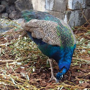 Blue peafowl rooster (Pavo cristatus), 2020-09-02