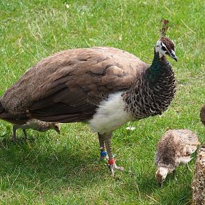 Blue peafowl hen with chicks (Pavo cristatus), 2020-09-02