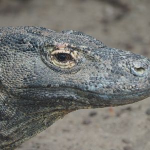 Komodo dragon (Varanus komodoensis), 2020-09-02