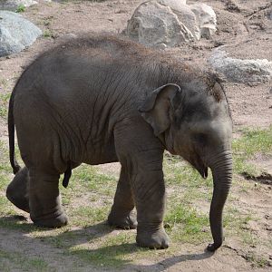 Elephant calf Namsai at Kolmården