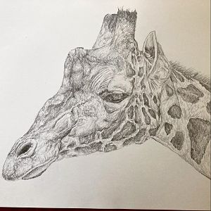 Reticulated giraffe drawing