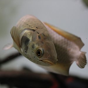 Young African arowana (Heterotis niloticus)