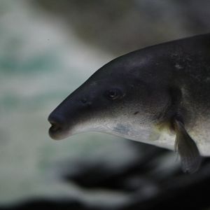 Eastern bottlenose mormyrid (Mormyrus longirostris)