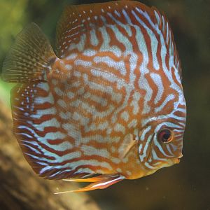 Blue discus (Symphysodon haraldi)