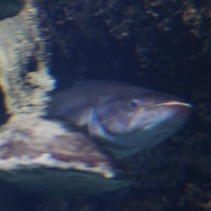 Helicopter catfish (Wallagonia leerii)