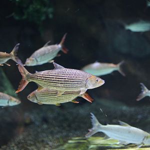 Common African (Hydrocynus vittatus, stripes) and Goliath (H. goliath, silver) tigerfish
