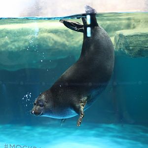 Baikal seal (Pusa sibirica)