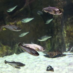 Payara (Hydrolycus scomberoides) and an unidentified river stingray (Potamotrygon sp.)