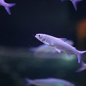 Peled whitefish (Coregonus peled)