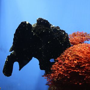 Frogfish (Antennarius sp.)