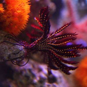 Red crinoid