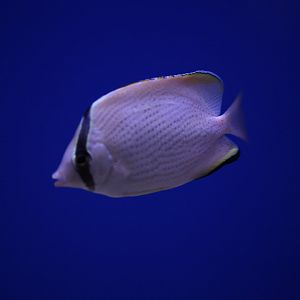 Speckled butterflyfish (Chaetodon citrinellus)