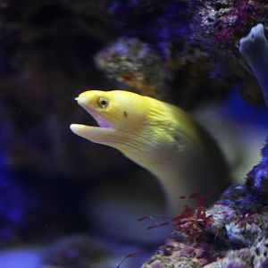 Golden dwarf moray (Gymnothorax melatremus)?