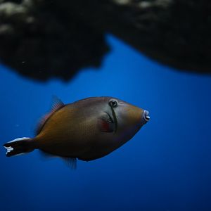 Halfmoon triggerfish (Sufflamen chrysopterum)
