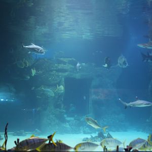 General view through one of the bigger tanks