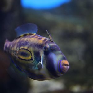 Horseshoe leatherjacket (Meuschenia hippocrepis)