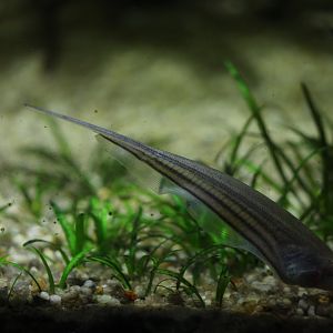 Glass knifefish (Eigenmannia virescens)