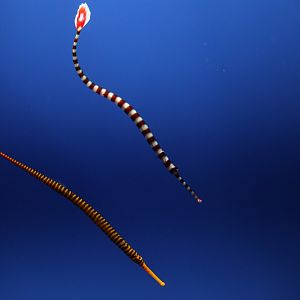 Banded pipefish (Dunckerocampus dactyliophorus) on top, Yellow-banded pipefish (D. pessuliferus) below