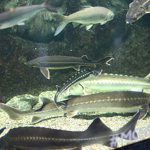 Big mixed group of sturgeon