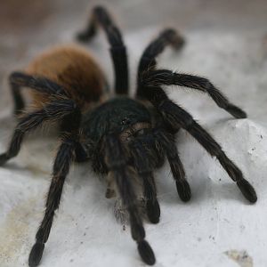 Greenbottle blue theraphosid ( Chromatopelma cyaneopubescens)