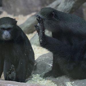 Greater spot-nosed monkey (Cercopithecus nictitans)