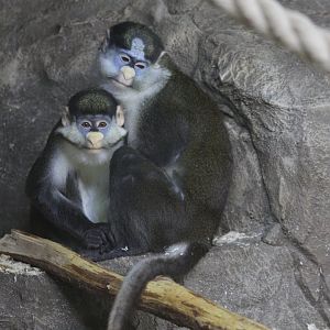 Whiteside's Guenons (Cercopithecus ascanius whitesidei)
