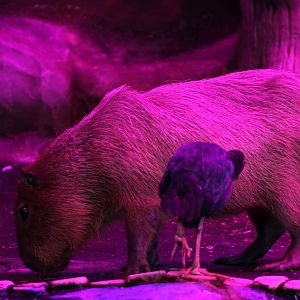 Capybara and purple swamphen. Yes, this is the correct colour balance.