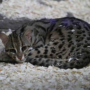 Leopard cat (Felis bengalensis)