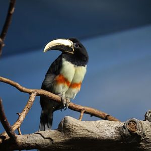 Black-necked aracari (Pteroglossus aracari)