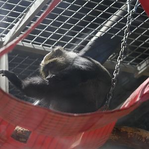 Sykes' monkey (Cercopithecus albogularis)