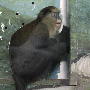 Cercopithecus sp. (see comments)