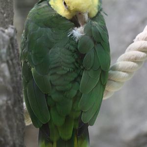 Yellow-headed amazon (Amazona oratrix, I think)