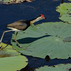 Comb-crested jacana