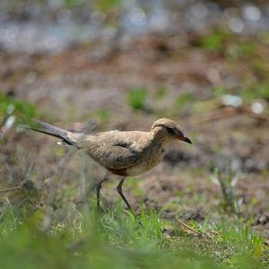 Australian pratincole.
