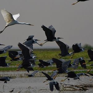 Egret with pied herons.