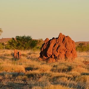 Giant termite mound